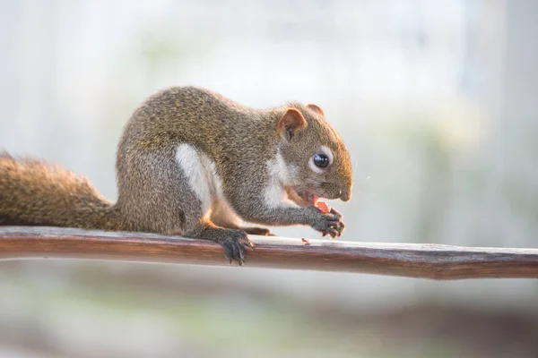 Squirrel eating nut on wooden bar in garden — Stock Photo, Image
