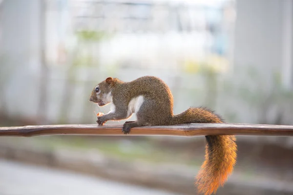 Squirrel eating nut on wooden bar in garden — Stock Photo, Image