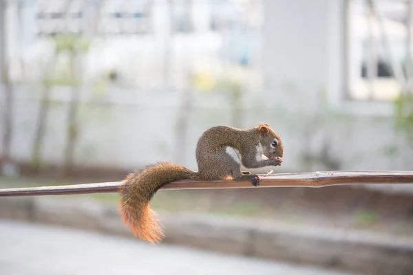 Esquilo comendo noz em barra de madeira no jardim — Fotografia de Stock