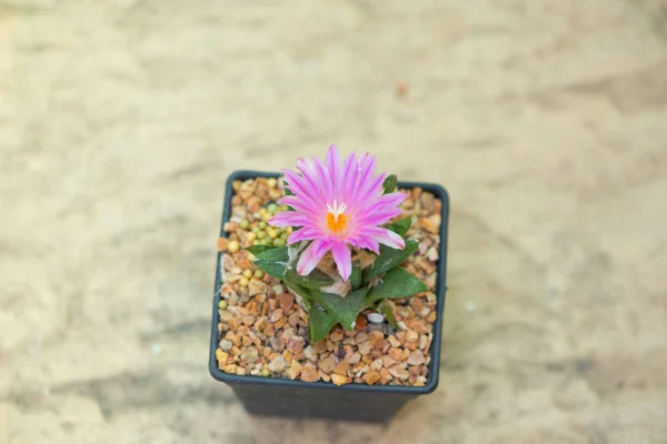 Аріокарп кактус з рожевою квіткою в горщику — стокове фото