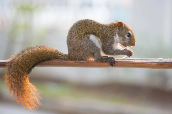 Squirrel eating nut on wooden bar in garden — Stock Photo, Image