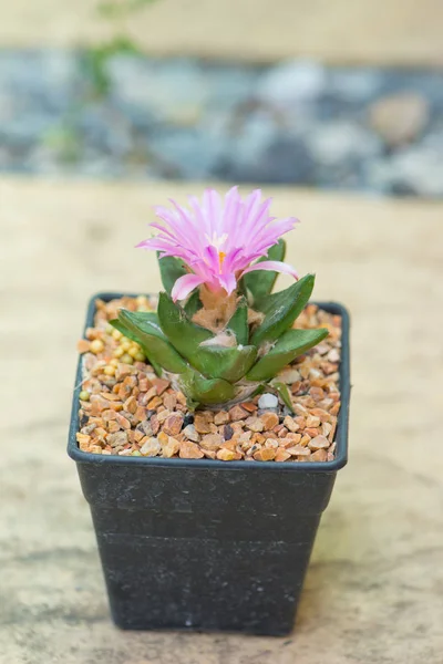 Ariocarpus cactus con fiore rosa in vaso — Foto Stock