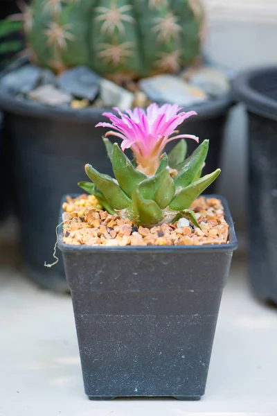 Ariocarpus cactus con fiore rosa in vaso — Foto Stock