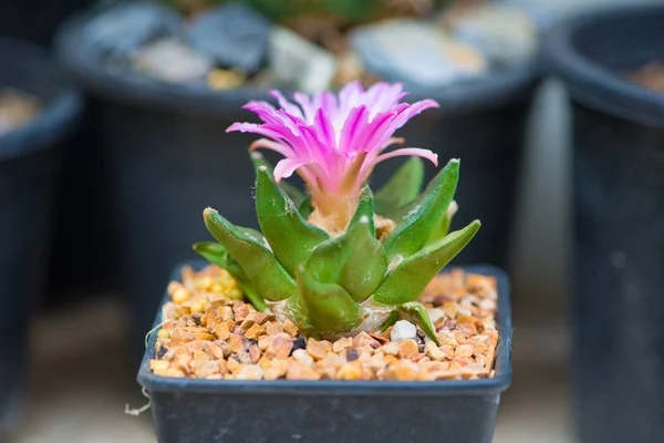 Ariocarpus cactus con fiore rosa in vaso — Foto Stock