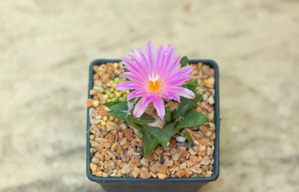 Ariocarpus cactus with pink flower in pot — Stock Photo, Image