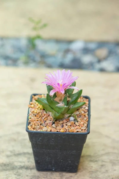 Ariocarpus cactus con flor rosa en maceta — Foto de Stock