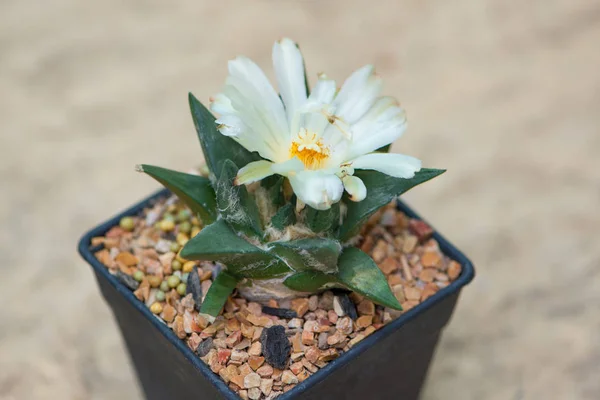Ariocarpus cactus con fiore bianco in vaso — Foto Stock