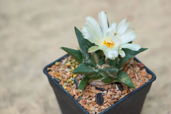 Ariocarpus cactus with white flower in pot — Stock Photo, Image