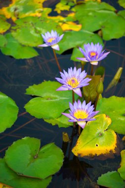 Mor Nilüfer çiçeği ve bilardoda arı