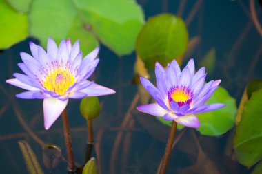 Nilüfer, nilüfer ya da su çiçekleri havuzda