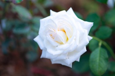 Bahçedeki beyaz gül