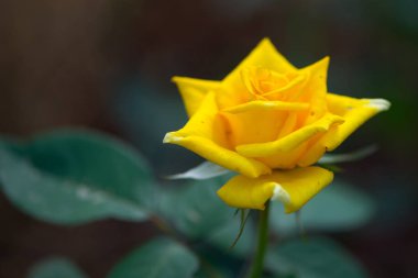 Bahçedeki sarı gül