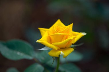 Bahçedeki sarı gül