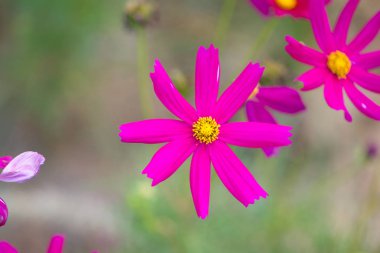 pembe cosmos çiçek