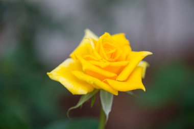 Bahçedeki sarı gül