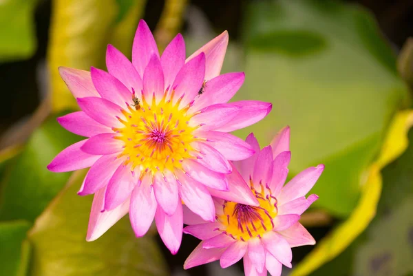 Floare de crin cu apă roz și albine în piscină — Fotografie, imagine de stoc