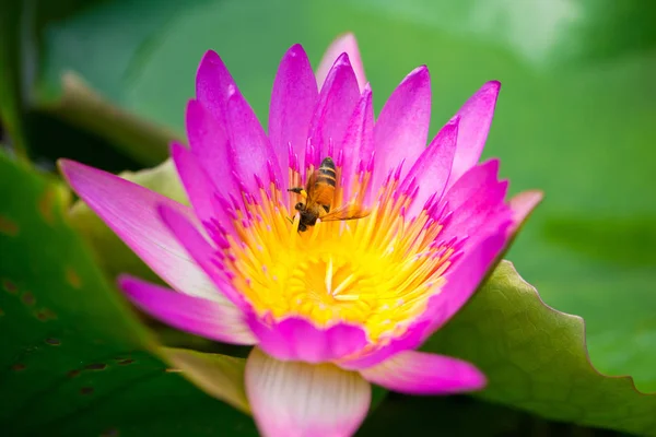 Rosa flor de lirio de agua y abeja en la piscina —  Fotos de Stock