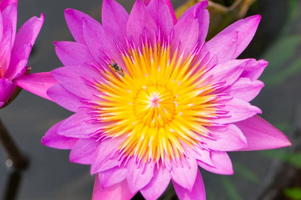 ピンクの睡蓮の花とプールで蜂 — ストック写真