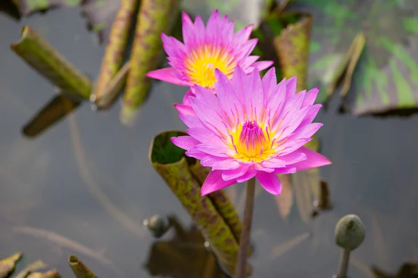 Giglio d'acqua rosa fiore e ape in piscina — Foto Stock