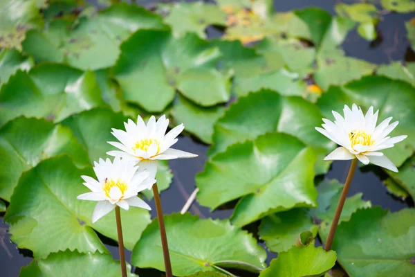 Lirio de agua, Loto o Waterlily flor en la piscina —  Fotos de Stock