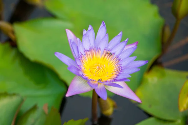 Flor de lírio de água roxa e abelha na piscina — Fotografia de Stock