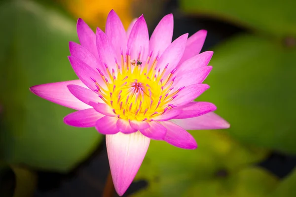 Водяная лилия, лотос или цветок ватерлилии в бассейне — стоковое фото