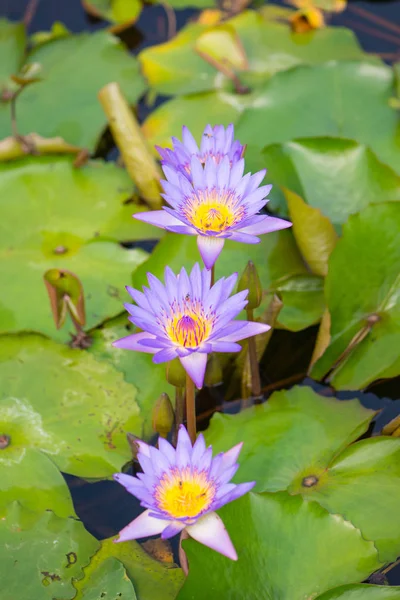 紫の睡蓮の花とプールで蜂 — ストック写真