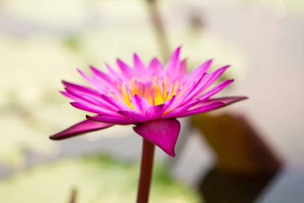 Rose fleur de nénuphar et abeille dans la piscine — Photo