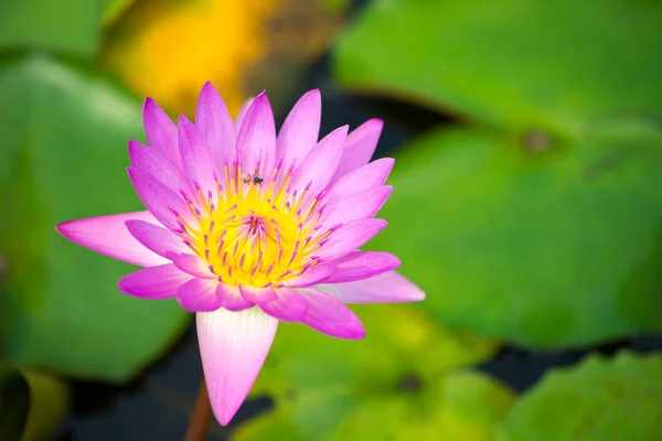 Rosa flor de lirio de agua y abeja en la piscina — Foto de Stock