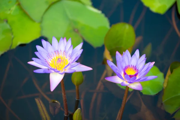 Lírio de água, Lótus ou Waterlily flor na piscina — Fotografia de Stock