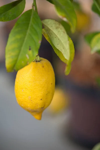Citron jaune sur arbre dans le jardin — Photo