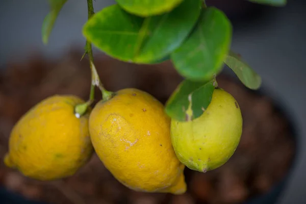 Citron jaune sur arbre dans le jardin — Photo