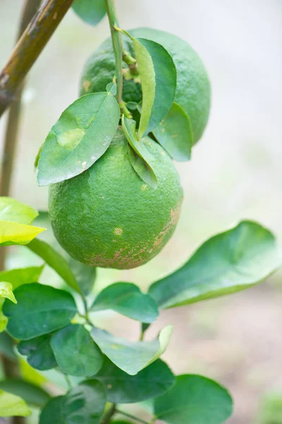 Pomelo vert sur l'arbre — Photo