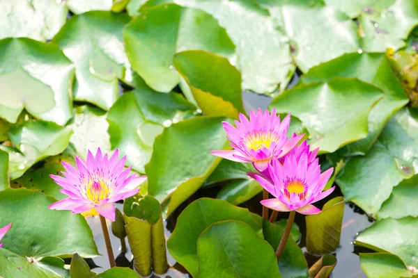 Rosa flor de lirio de agua en la piscina —  Fotos de Stock