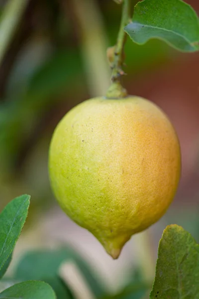 Citron jaune sur arbre dans le jardin — Photo