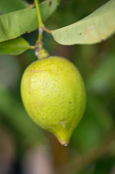 Citron jaune sur arbre dans le jardin — Photo