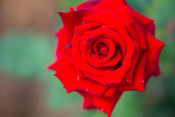 Fechado rosa vermelha no jardim — Fotografia de Stock