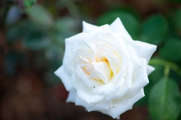 Rosa blanca en el jardín — Foto de Stock