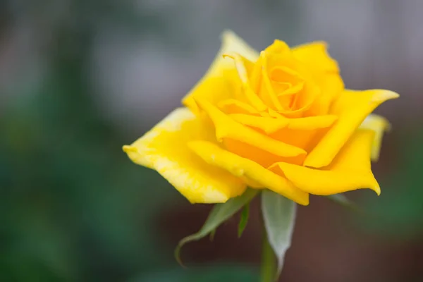 Rosa amarilla en el jardín — Foto de Stock