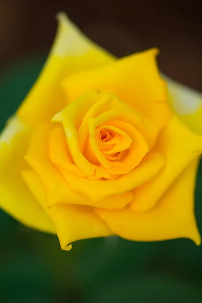 Rosa amarilla en el jardín — Foto de Stock