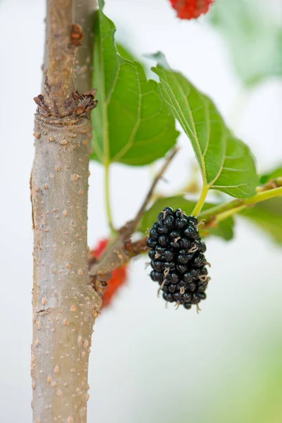 Malberry noire sur l'arbre — Photo