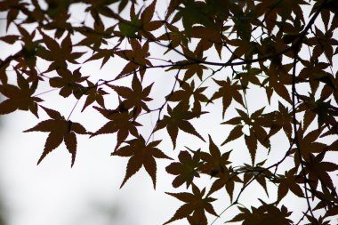 Sonbahar mevsiminde akçaağaç yaprakları silueti