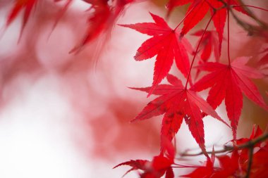 Kırmızı akçaağaç yaprakları sonbahar mevsiminde
