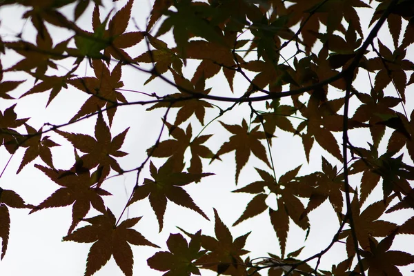 Silhouet van esdoorn bladeren in het herfst seizoen — Stockfoto