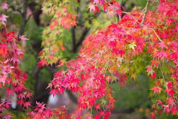 Hojas de arce rojo en temporada de otoño en el Templo Kiyomizu-dera —  Fotos de Stock