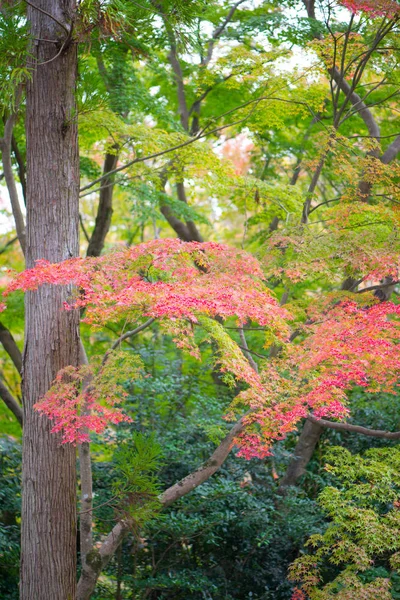 Feuilles d'érable rouge en automne — Photo