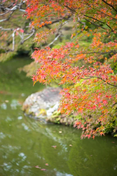 Rode esdoorn bladeren in het najaar — Stockfoto