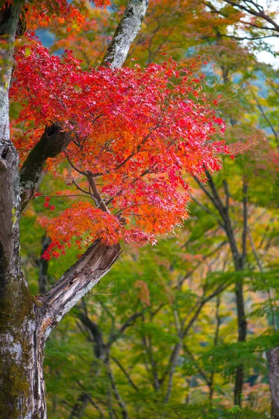 Folhas de bordo vermelhas na temporada de outono — Fotografia de Stock