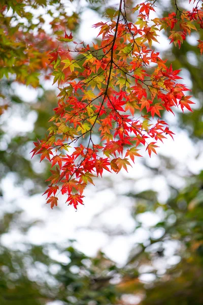 Листя червоного клена в осінній сезон — стокове фото