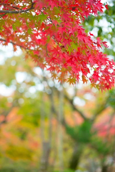 Feuilles d'érable rouge en automne — Photo